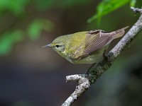 A2Z6022c  Tennessee Warbler (Oreothlypis peregrina)